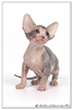 Kittens. Shtourman. Sphynx Cattery.