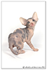 Kittens. Shtourman. Sphynx Cattery.