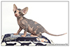 Kittens. Shtourman. Sphynx Cattery.