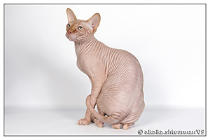 Skinydipnsphynx Sawyer of Talialida (Shtourman.   .)