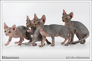 Shtourman. Sphynx cattery. Kittens