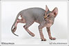 Shtourman Sphynx Cattery.