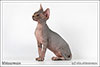 Shtourman Sphynx Cattery.