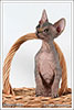 Shtourman Sphynx Cattery.