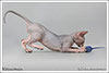 Shtourman Sphynx Cattery.