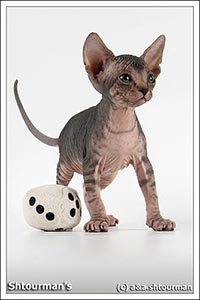 Shtourman Sphynx Cattery.