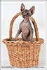 Shtourman Sphynx Cattery.