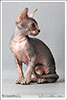 Shtourman Sphynx Cattery.