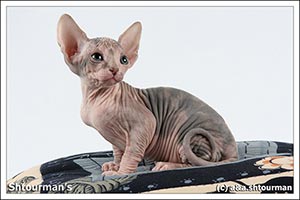 Shtourman Sphynx Cattery.