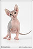 Shtourman Sphynx Cattery.