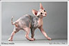 Shtourman Sphynx Cattery.