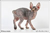 Shtourman Sphynx Cattery.