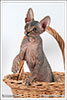 Shtourman Sphynx Cattery.