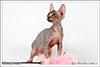 Shtourman Sphynx Cattery.