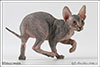 Shtourman Sphynx Cattery.