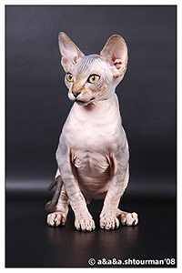 Kittens. Shtourman. Sphynx Cattery.