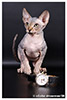 Kittens. Shtourman. Sphynx Cattery.