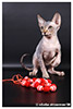 Kittens. Shtourman. Sphynx Cattery.