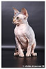 Kittens. Shtourman. Sphynx Cattery.