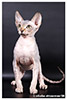 Kittens. Shtourman. Sphynx Cattery.