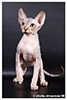 Kittens. Shtourman. Sphynx Cattery.