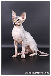 Kittens. Shtourman. Sphynx Cattery.