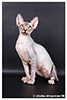 Kittens. Shtourman. Sphynx Cattery.