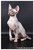 Kittens. Shtourman. Sphynx Cattery.