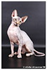 Kittens. Shtourman. Sphynx Cattery.