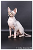 Kittens. Shtourman. Sphynx Cattery.