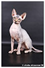 Kittens. Shtourman. Sphynx Cattery.