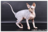 Kittens. Shtourman. Sphynx Cattery.