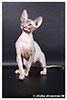 Kittens. Shtourman. Sphynx Cattery.