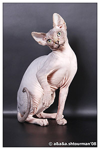 Kittens. Shtourman. Sphynx Cattery.