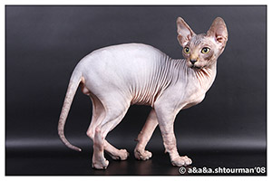 Shtourman. Sphynx cattery. Kittens