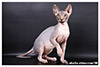 Kittens. Shtourman. Sphynx Cattery.