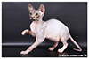 Kittens. Shtourman. Sphynx Cattery.