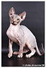 Kittens. Shtourman. Sphynx Cattery.