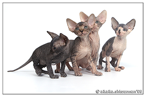 Shtourman Sphynx Cattery. Kittens. Litter A