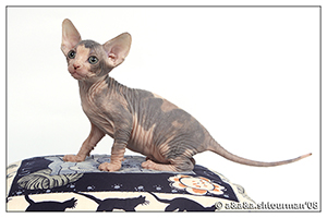 Kittens. Shtourman. Sphynx Cattery.