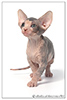 Kittens. Shtourman. Sphynx Cattery.