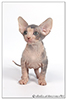 Kittens. Shtourman. Sphynx Cattery.