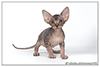 Kittens. Shtourman. Sphynx Cattery.