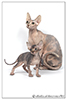 Kittens. Shtourman. Sphynx Cattery.