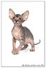 Kittens. Shtourman. Sphynx Cattery.