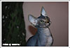 Shtourman Sphynx Cattery