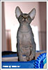 Shtourman Sphynx Cattery