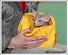 Shtourman Sphynx Cattery