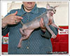 Shtourman Sphynx Cattery