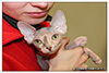 Shtourman Sphynx Cattery